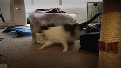 Perfect loop GIF - Find on GIFER