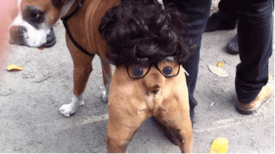Funny-dog-muzzle GIFs - Get the best GIF on GIPHY