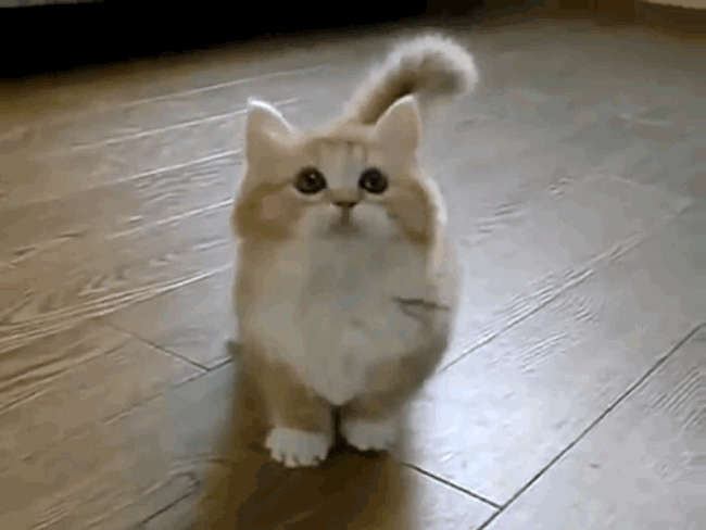 munchkin cat yoda