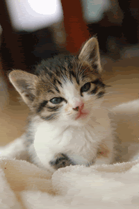 Tabby GIFs - Get the best gif on GIFER