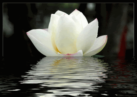 Lotus Gif Find On Gifer