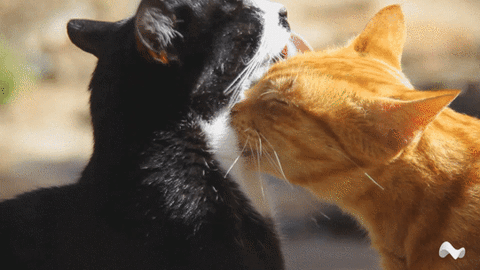 Гифка киска котик кошка гиф картинка, скачать анимированный gif на GIFER