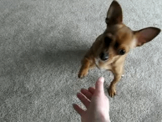 Speedy The Chihuahua Cachorro Hund Gif On Gifer By Motaur
