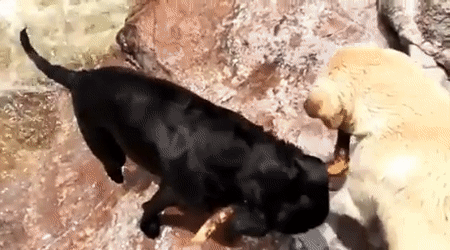 Animated GIF dog, rapids, maneuvers, share or download. 