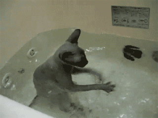 Water animal GIF - Find on GIFER