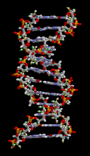 Востановление ДНК 7aNK