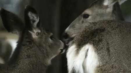 animals kissing gif