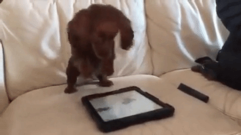 Image result for dog jumping on ipad gif