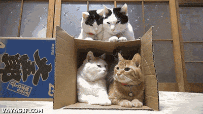 Gatitos cardboard gatos GIF - Encontrar en GIFER