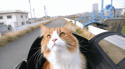Going For A Ride GIF - Cats Funny Animals W Inter - Discover & Share GIFs