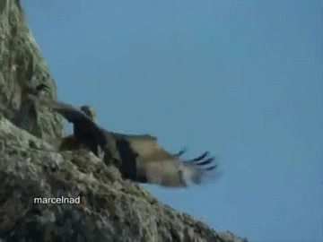 Eagle Vs Goat Gif On Gifer By Dataur