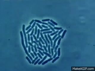 Bacteria GIF - Buscar en GIFER