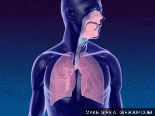 Lungs GIFs - Get the best gif on GIFER