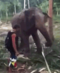 Гифка слон потрачено гиф картинка, скачать анимированный gif на GIFER ...