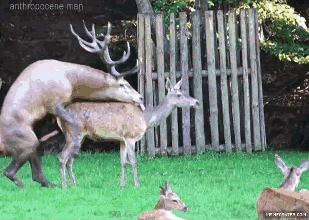 GIF butt sex anus prepare - animiertes GIF auf GIFER