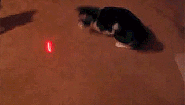 Кошка играет указкой. Кот играется с лазером. Кот бегает за лазерной указкой. Лазерная указка для кота. Лазерная указка gif.