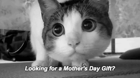 Mothersday cat mothers day GIF - Find on GIFER