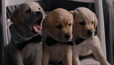 7iDL.gif