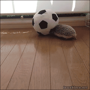 rolling soccer ball gif