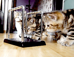https://i.gifer.com/7kdb.gif