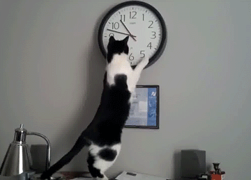 Cat clock crack GIF - Find on GIFER