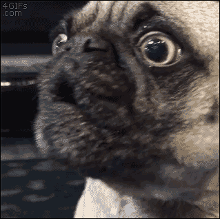 Pug Mrw Text Gif Find On Gifer Pug Mrw Text Gif Find On Gifer