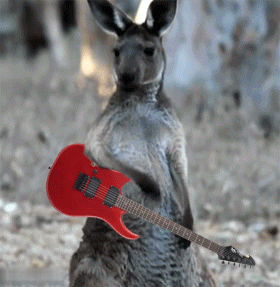 kangaroo fight gif