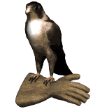 Halcon GIF - Encontrar en GIFER