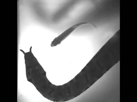 4 Unbelievably Strange Snakes You Ve Probably Never Heard Of