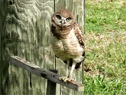 owl turning head gif