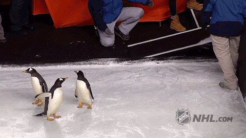 Игра битой бить пингвинов. Пингвины на льду. Пингвин поскользнулся. Пингвин на льду гиф. Пингвин падает.