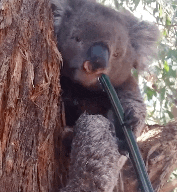 Koala Gif