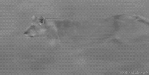 Gif это изображение или видео