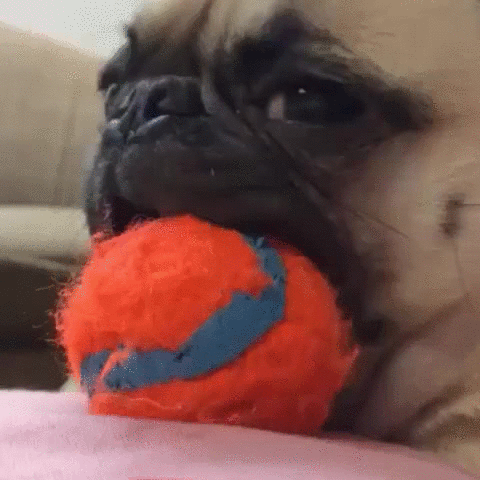 Pugs Pug Ball Gif On Gifer By Sakazahn Pugs Pug Ball Gif On Gifer By Sakazahn
