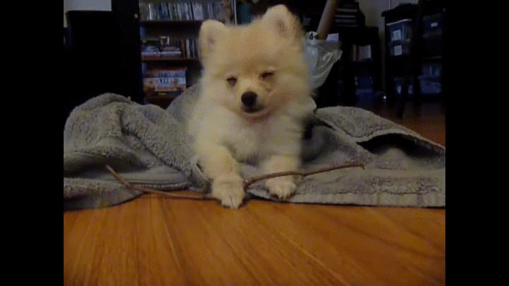 Suddenly Perrito Puppy Gif Find On Gifer