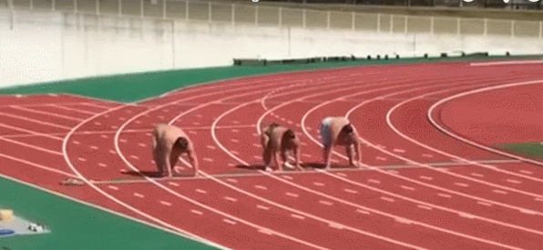 Funny Monkey Sumo Gif Find On Gifer