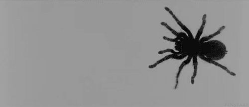 Spider creepy spiders GIF on GIFER - by Tezil