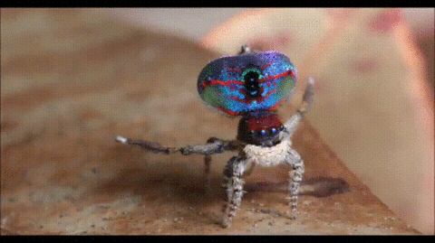 Peacock Courtship Gif On Gifer By Andromagas Peacock Courtship Gif On Gifer By Andromagas