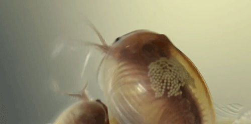 Shrimp clam GIF - Find on GIFER