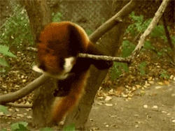 Panda Roux Red Panda Gif On Gifer By Buzaath