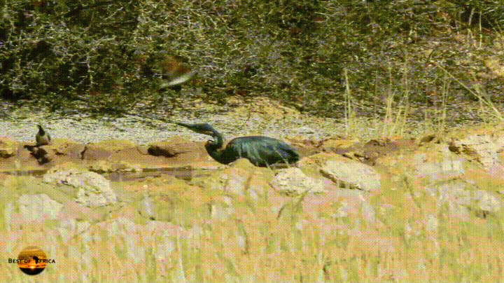 Dove Bebe Heron Gif Find On Gifer