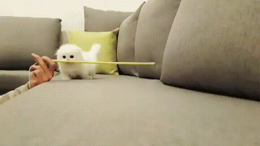 84rJ.gif
