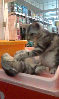 Andrew wenger gata gatos GIF Encontrar em GIFER