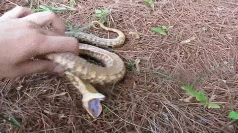 PsBattle: Hognose snake playing dead. : r/photoshopbattles