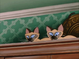 Siamese lady and the tramp cat GIF - Find on GIFER