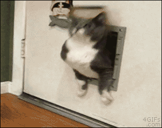 Funny Cat Gifs, The Best 5 Gifs for All of Your Cat Needs
