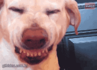 animales riendo gif