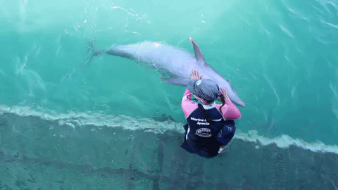 Розовый Дельфин фото. Скорость дельфина в воде