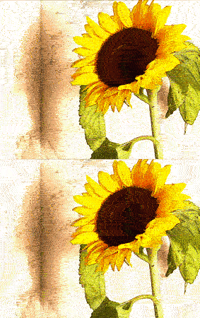 GIF sunflowers animation flowers - animated GIF on GIFER