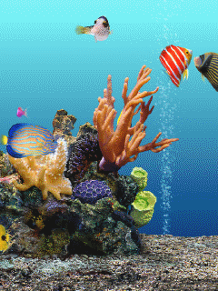 Premium Photo | Aquarium cichlid fish in a beautiful aquarium with a blue  background and bubbles